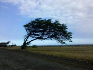 Photo of a tree in Hawaii