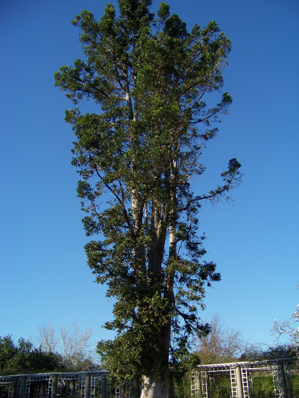 A very tall tree rises near vertically.