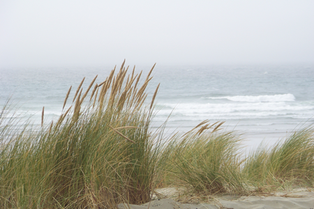Tall grasses blow in the wind, with ocean waves breaking in the background