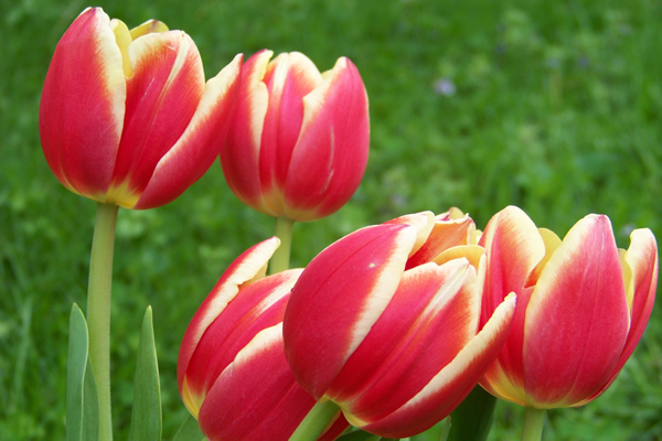 A bouquet of tulips, bright red edged in white, fills this image.