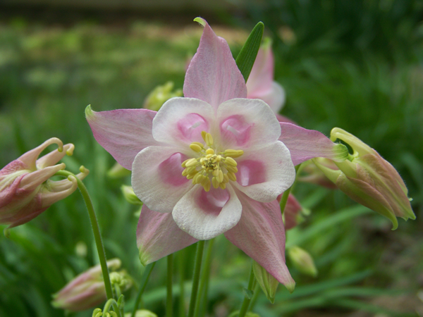 This was taken in my backyard here in Pennsylvania.