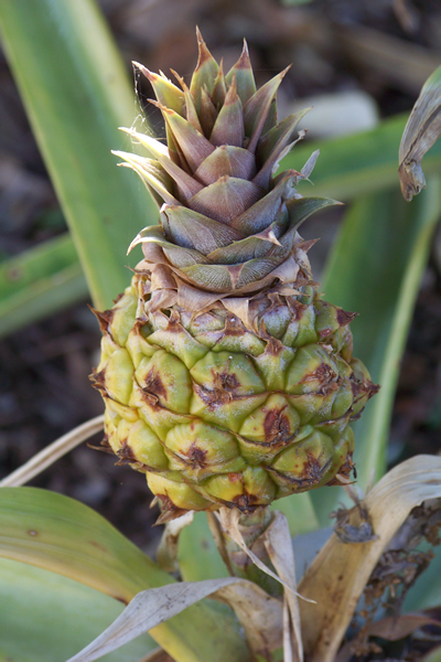 Baby pineapple!  Taken in a botanical garden near Monrovia, CA.