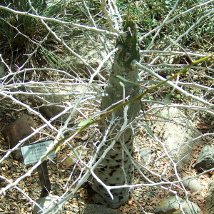 Photo of a particularly spiny and spiky boojum tree