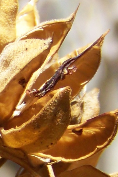 Closeup of a golden-hued seed pod