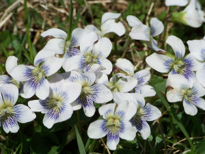 Green grass with white violets, very close up