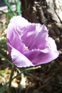 a light purple flower