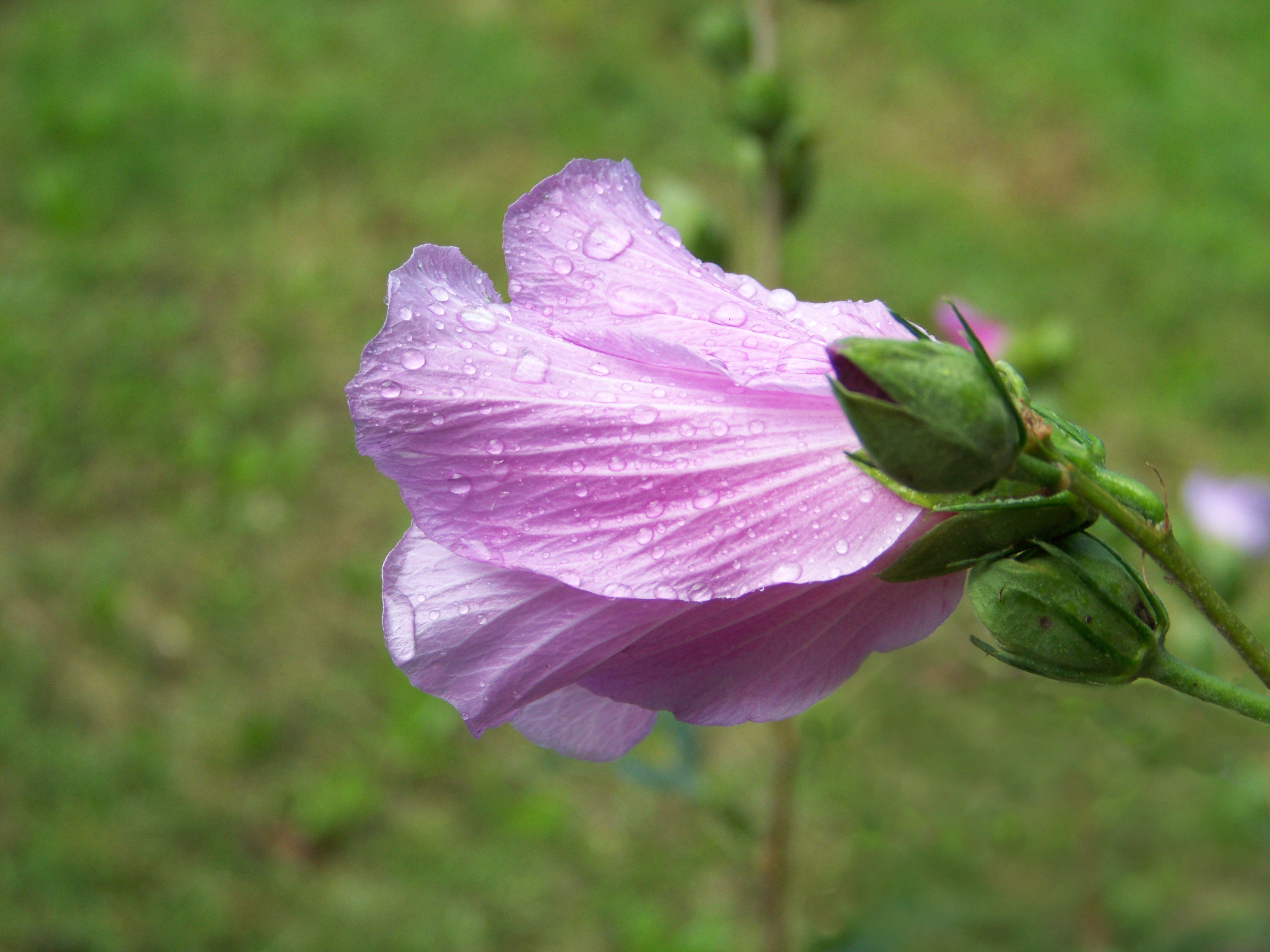 rose-of-sharon-full